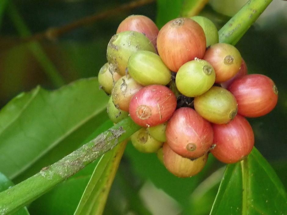 Coffea canephora | Author: Wikipedia