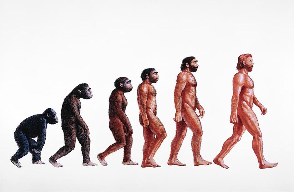 Evolucija | Author: Wikipedia