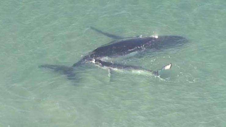 Mladunče grbavog kita spašava majku iz plićaka
