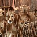 Trgovina psećeg mesa u Južnoj Koreji