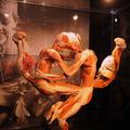 Anatomija ljudskih tijela, izložba "Bodies"