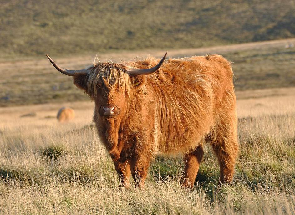 Škotsko govedo