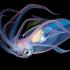 These tiny sea creatures look like they belong on another planet