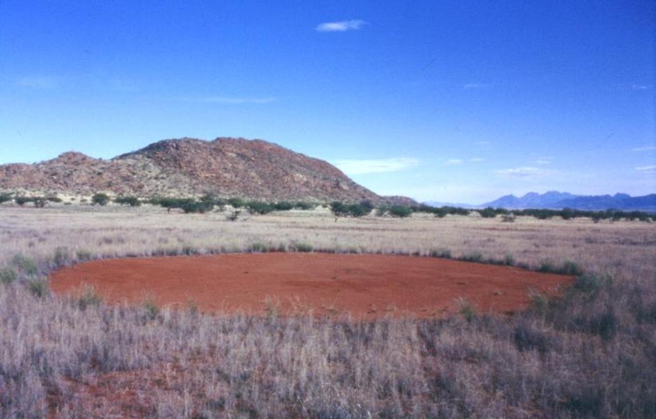 Vilinski krugovi u Namibijskoj pustinji | Author: Wikipedia