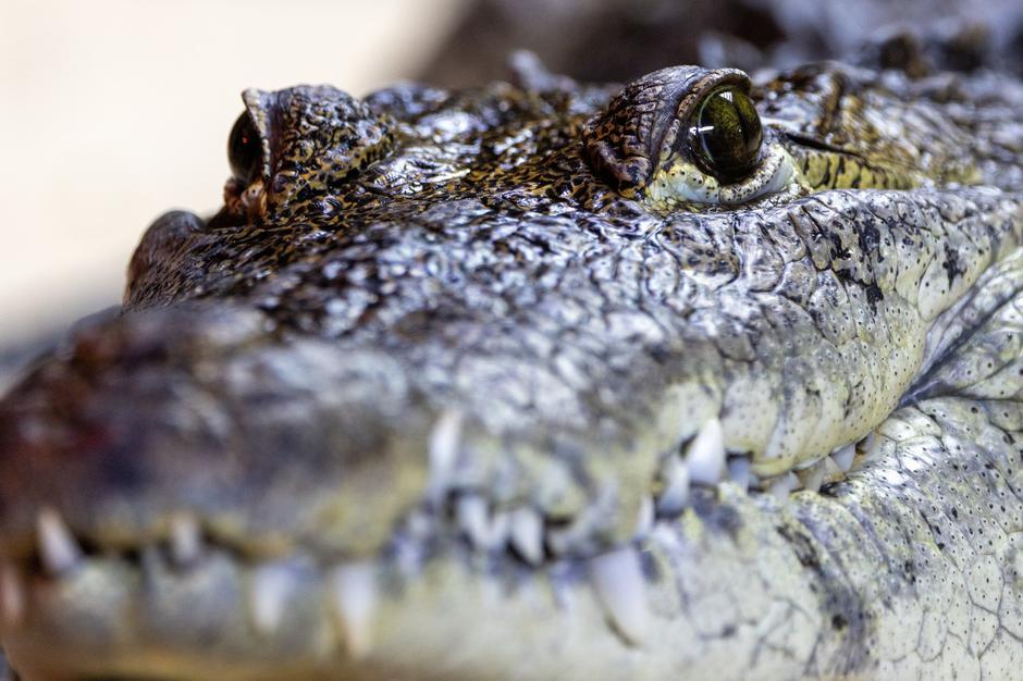 Police Investigate After Child Injured In Crocodile Enclosure Incident In Cambridgeshire - 18 Jun 2026 | Author: Profimedia