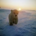 Polarni medvjedić, klimatske promjene