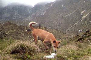 Novogvinejski goranski psi