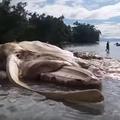Morsko čudovište u Indoneziji