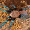 Plava tarantula (Birupes simoroxigorum)