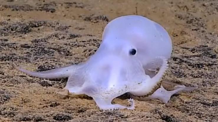 Hobotnica Casper