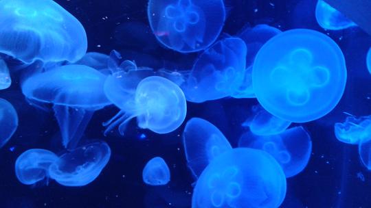 Meduze