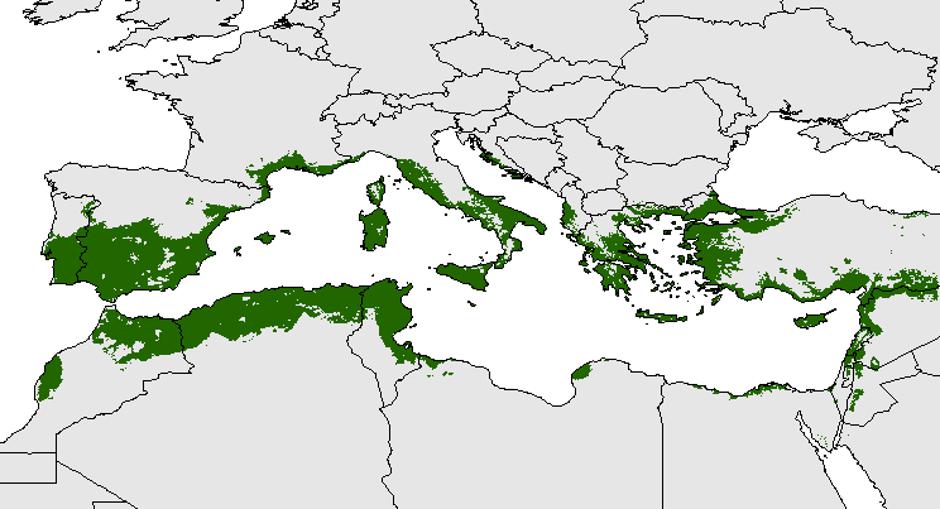 Geografske granice područja podobnog za uzgoj masline | Author: Wikipedia