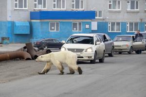 Polarna medvjedica u gradu traži hranu