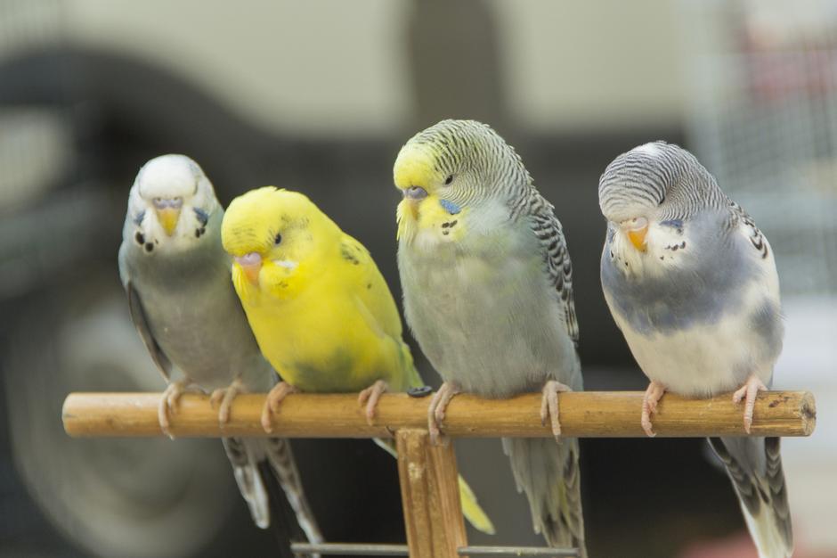 Papagaji na štapu | Author: Thinkstock