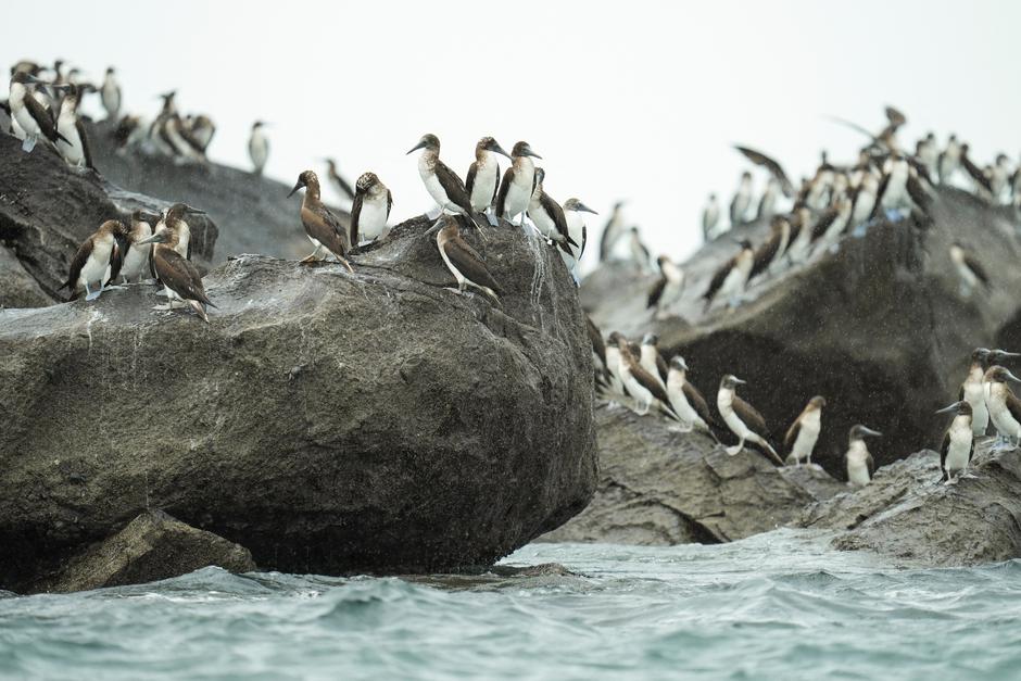 Displaced by El Nino, South American seabirds flock to Panama | Author: Enea Lebrun/REUTERS