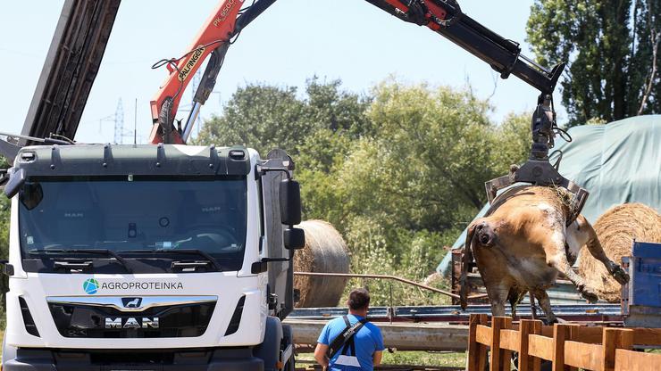 Osekovo: Krave na OPG-u Zdravka Kabića ugibaju od antraksa