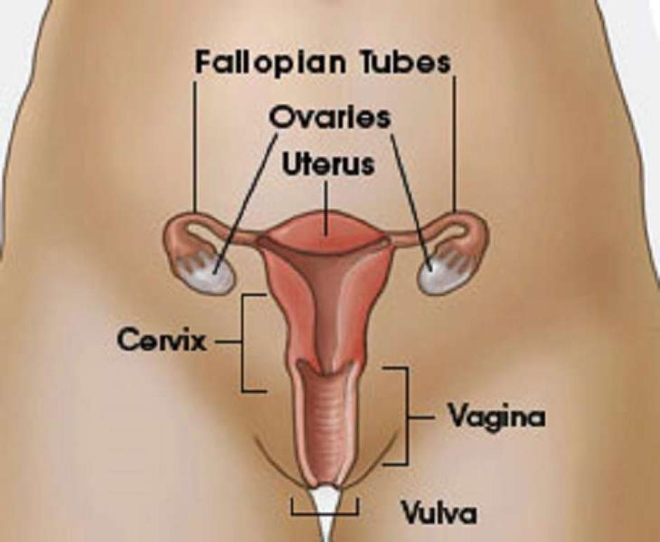 Prikaz ženskih genitalija | Author: CDC