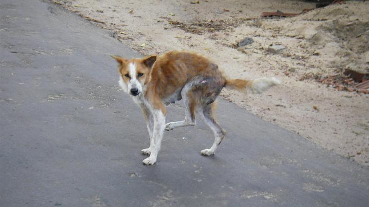 Šugavi pas u Šri Lanki