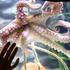 Berlin: Otvorena je izložba Oktopus Hoehle