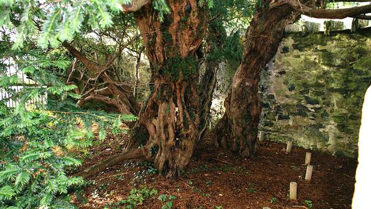 Fortingall Yew