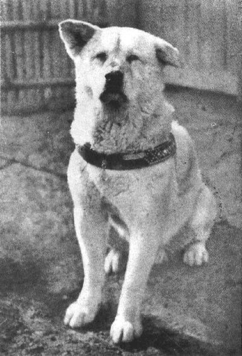 Hachiko, odani pas kojega štuje cijeli Japan | Author: vlada Japana/public domain