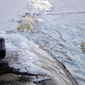 Polarni medvjedi ispituju američku podmornicu na Arktiku