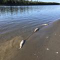 Pomor lososa na Aljasci