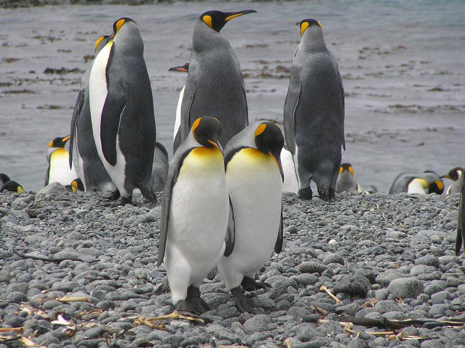 Kraljevski pingvini | Author: Pinterest
