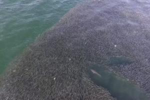 Morski psi proždiru ribe