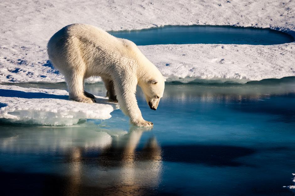 Polarni medvjed | Author: NASA
