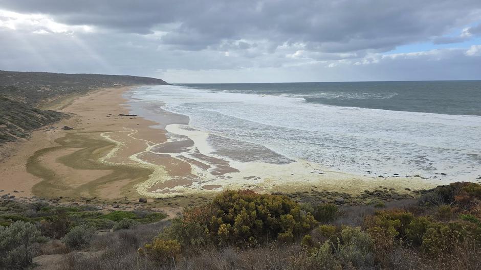 ‘Over 100’ surfers fall ill after disgusting foam blankets popular beaches | Author: Profimedia