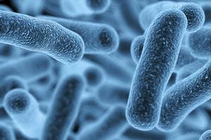 Bkaterije i mikrobi