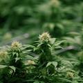 Proizvodnja medicinske marihuane u Kanadi