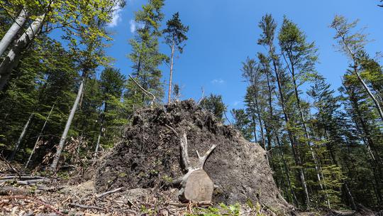 Medvednica