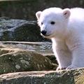 Polarni medvjedić Knut