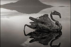 Mumificirane životinje s jezera Natron