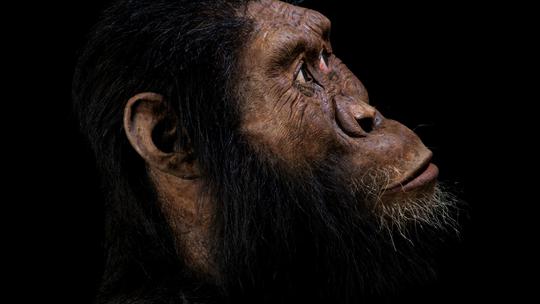 Australopithecus anamensis