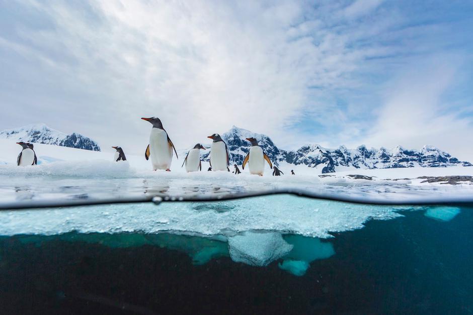 Penguins at Port Lockroy, Antarctic - 11 Dec 2017 | Author: Profimedia