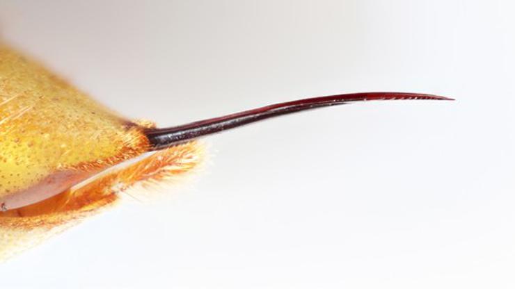 Hornet eating fogs unaffected by stings