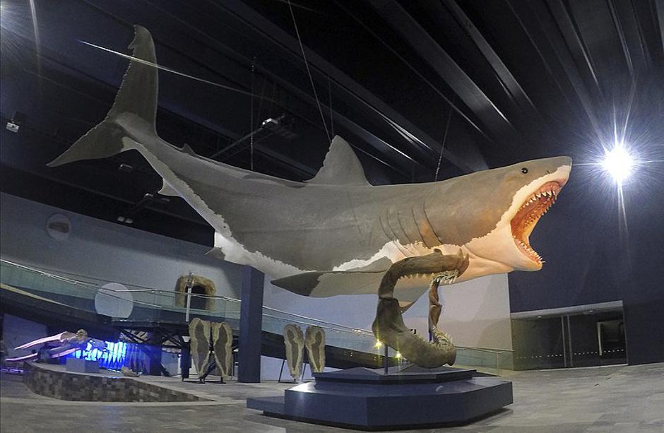 Megalodon - prahistorijski morski pas | Author: Wikipedia Commons