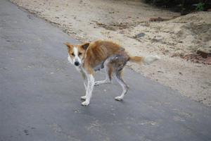 Šugavi pas u Šri Lanki
