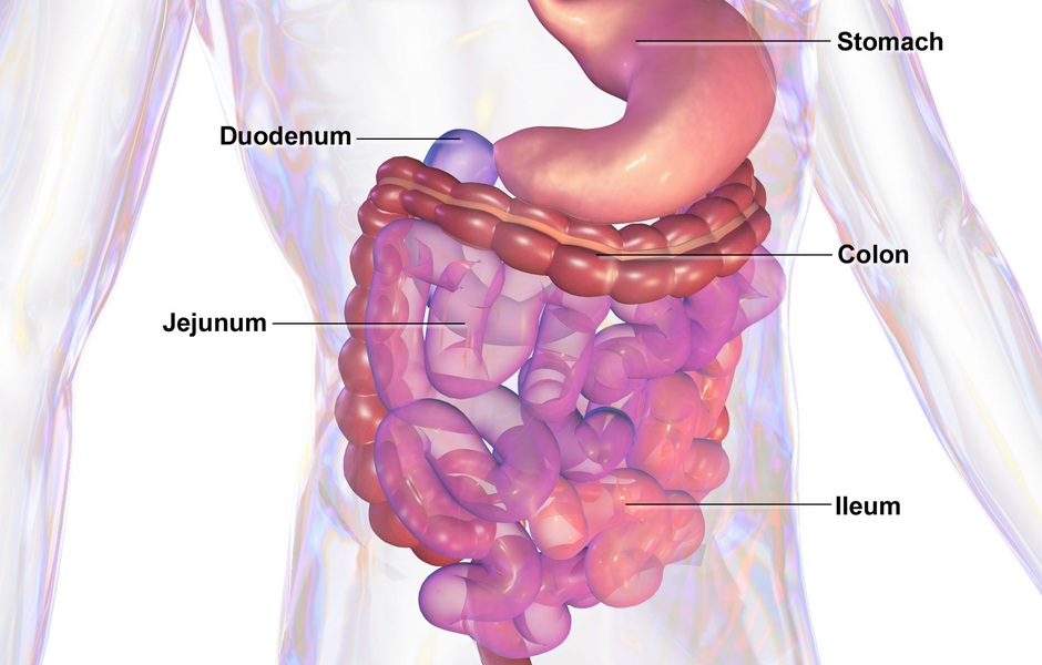 Gastroenterološki sustav | Author: Wikipedia
