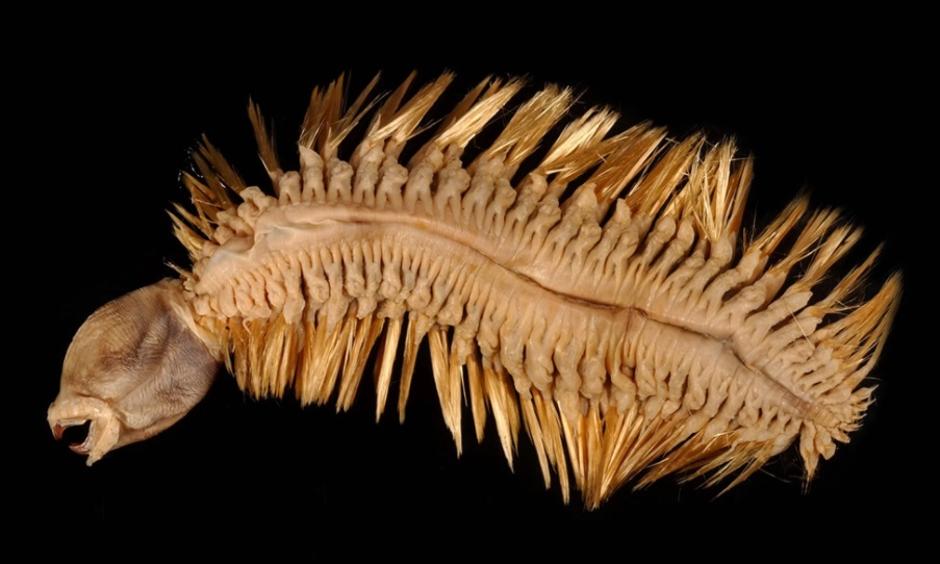 Eulagisca gigantea | Author: Smithsonian Museum of Natural History's