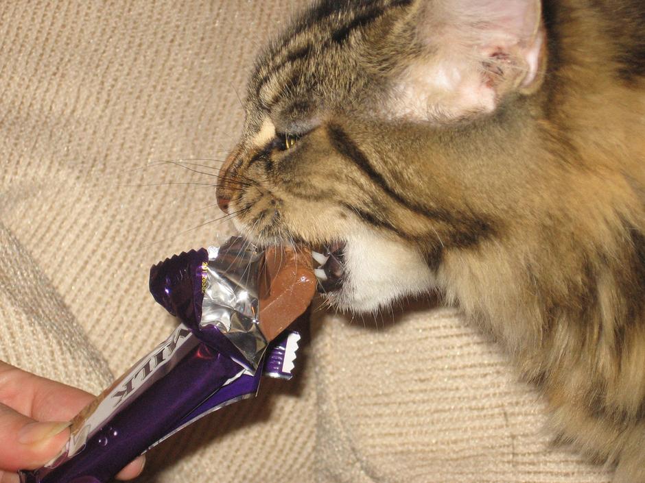 Mačka jede čokoladu | Author:  Alex Goodey