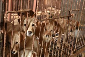 Trgovina psećeg mesa u Južnoj Koreji