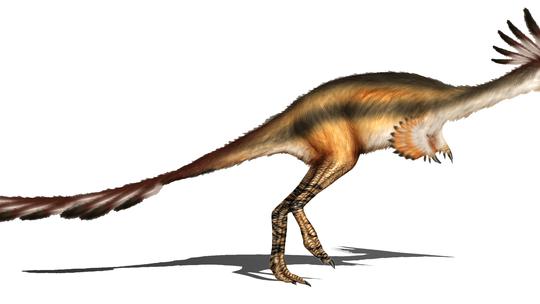 Alvarezsaurus (maniraptor)