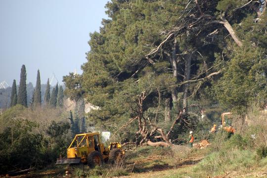 Sječa šume kod Pule