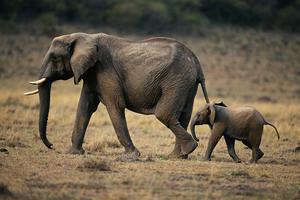 Dva slonića u šetnji