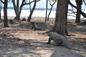 Otok Komodo i zmajevi