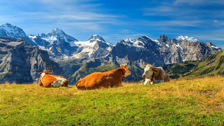 Krave u švicarskim Alpama
